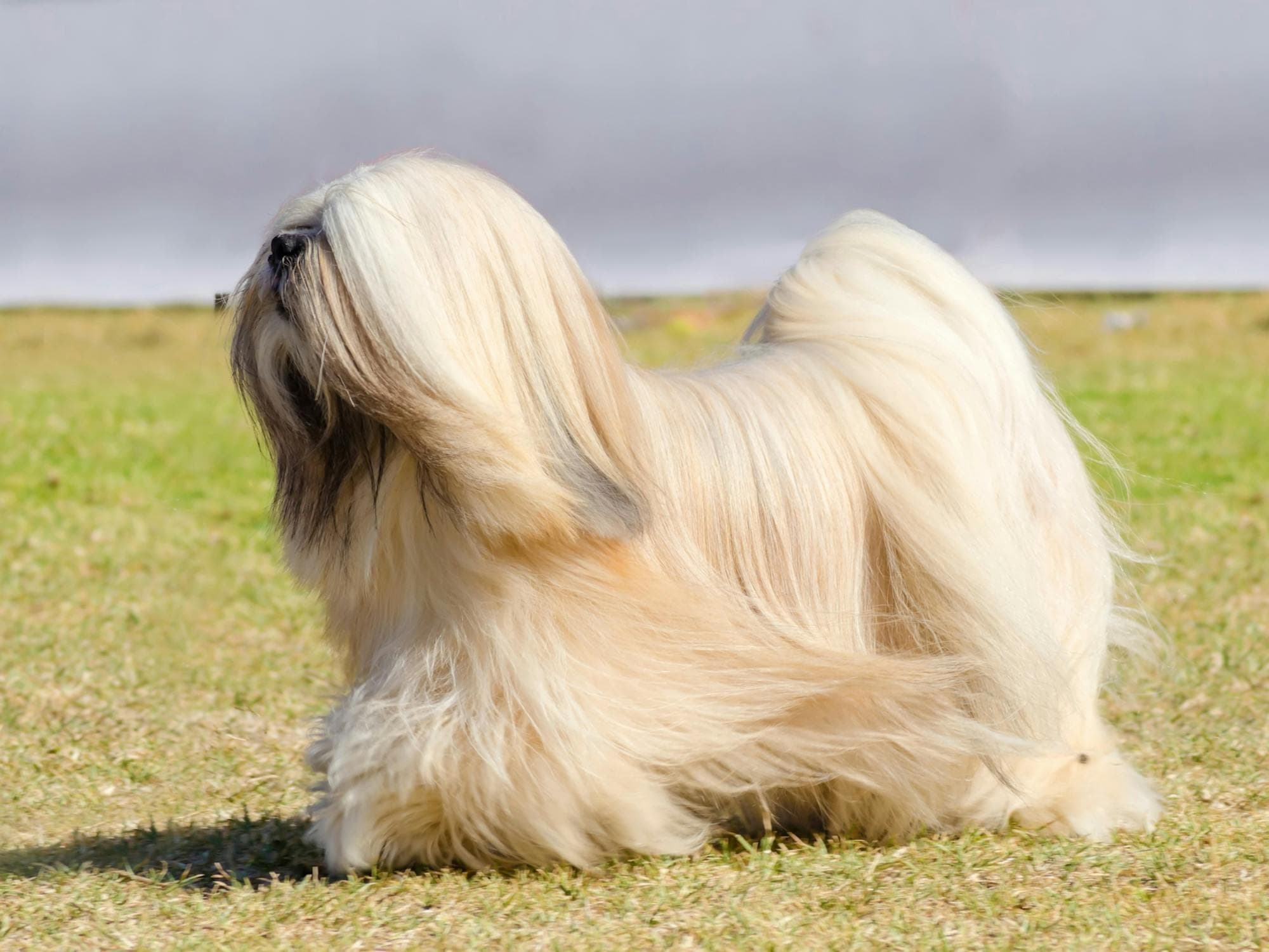 Lhassa Apso 