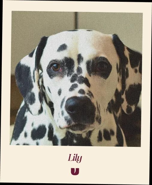 Lily Polaroid