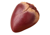 Coeur de porc